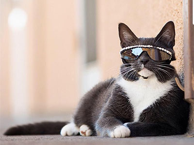 Sunglass Cat -    