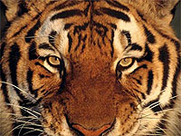  / Panthera tigris