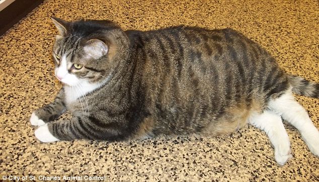 Fat cat Biscuit