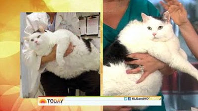 Fat Cat Otto from USA